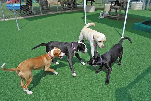 Canine Enrichment Club in Elizabethtown PA | Playful Pups Retreat