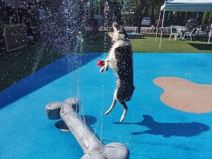 Exciting Doggie Waterpark in Elizabethtown PA - Playful Pups Retreat