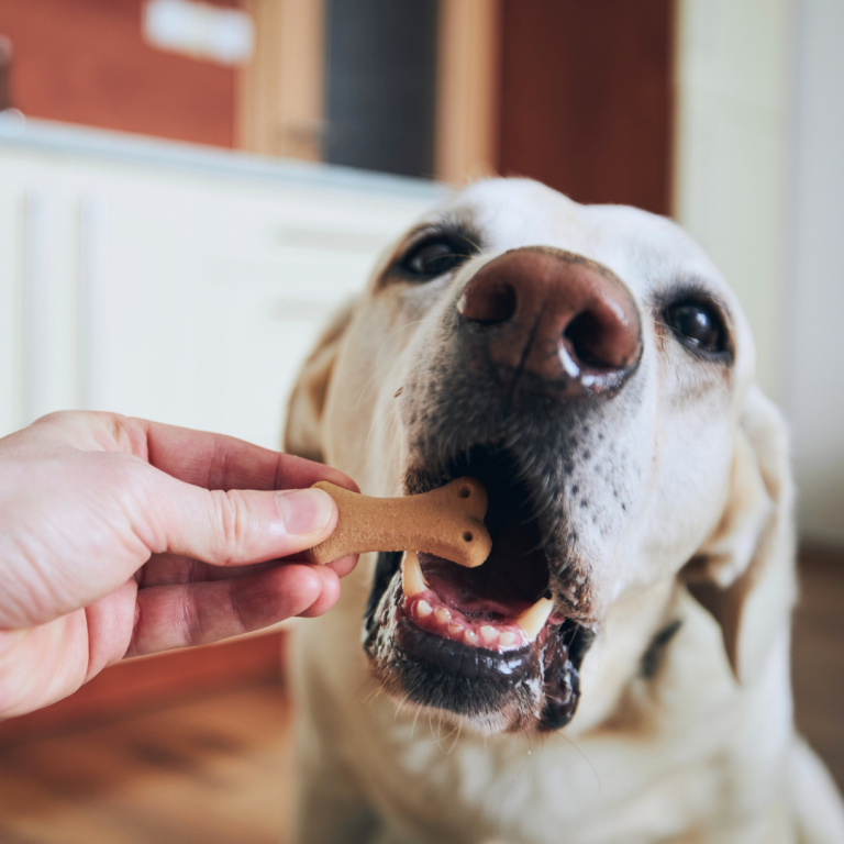 Three Human Foods You Should NEVER Feed Your Dog - Playful Pups Retreat