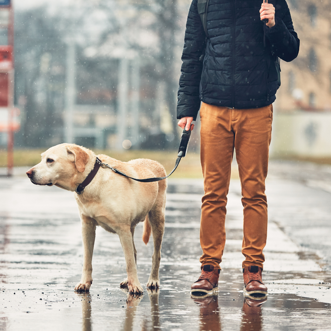 how to keep dog clean in the rain