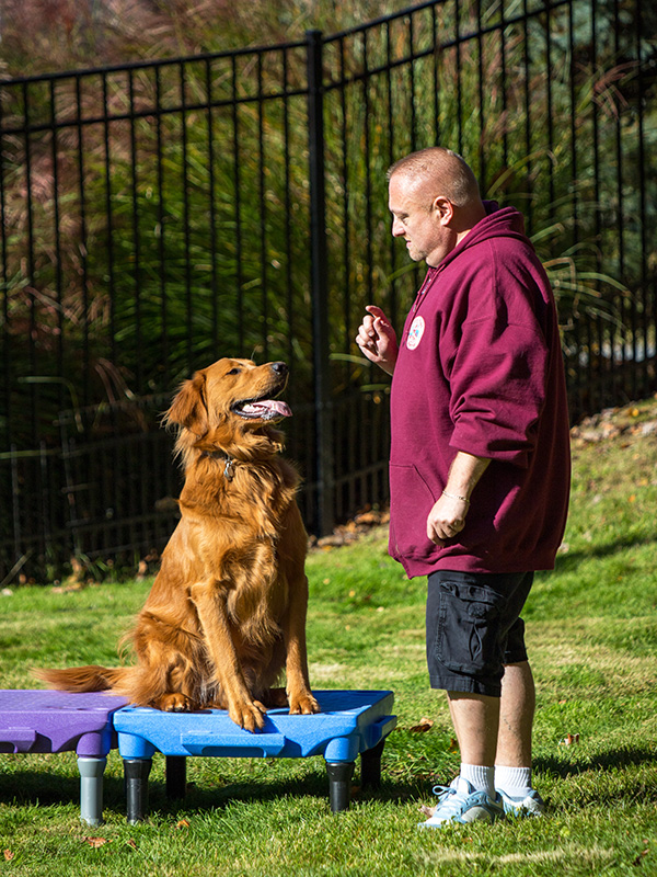 Does Your Dog Have Goals For 2024 Playful Pups Retreat   Trainer Teaching Dog Hand Signals 600x800 Crop 