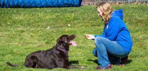 trainer working with a dog using treats