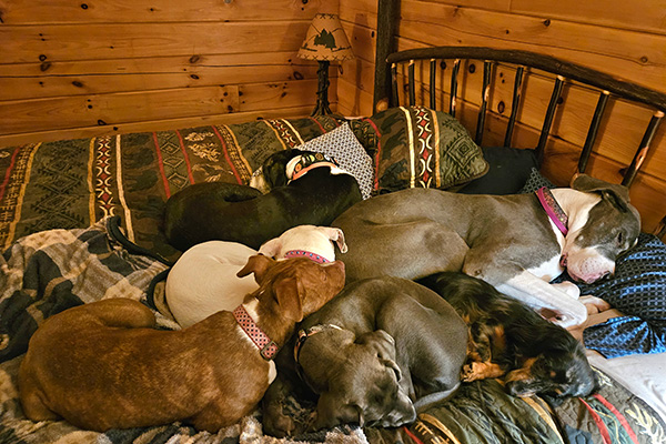 dogs on a bed