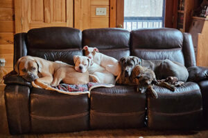 dogs on a couch