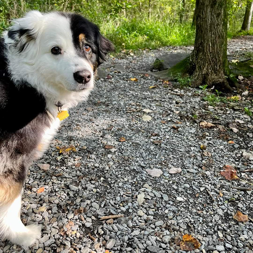 dogs walking in the woods