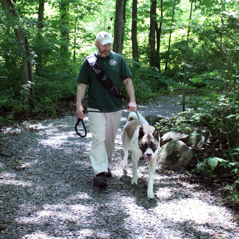 dogs walking in the woods