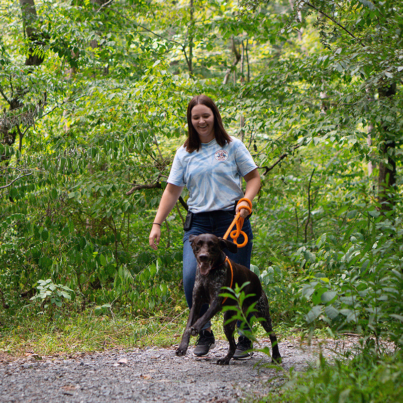 dogs walking in the woods