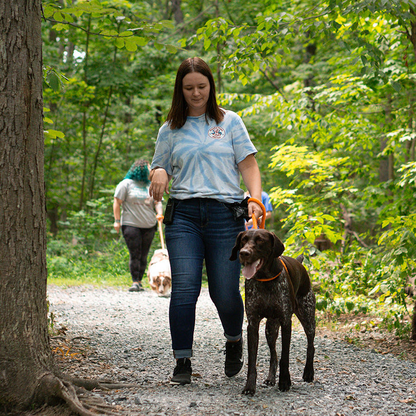 dogs walking in the woods