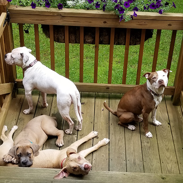 dogs on a deck