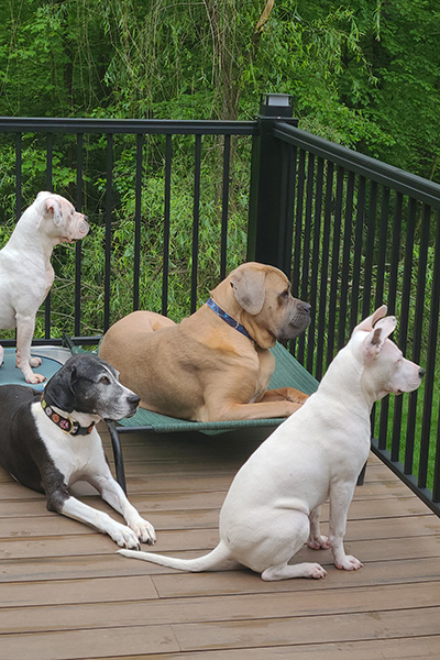 dogs on a deck