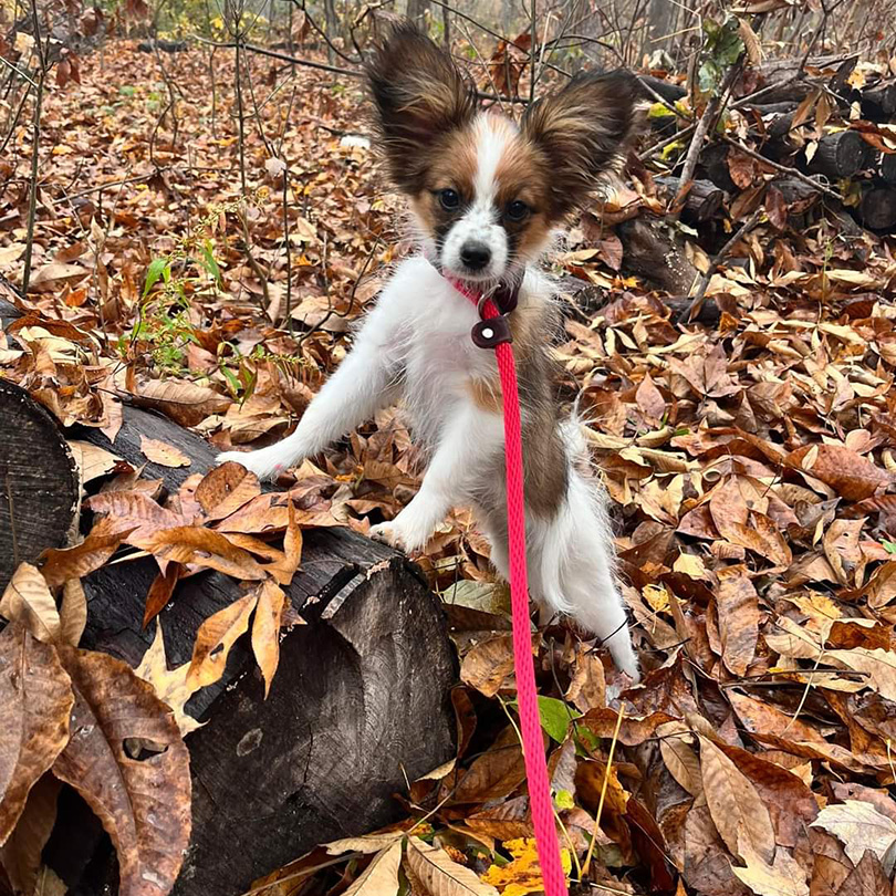 dogs walking in the woods