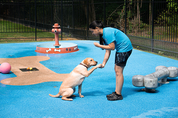 trainer teaching a dog to shake