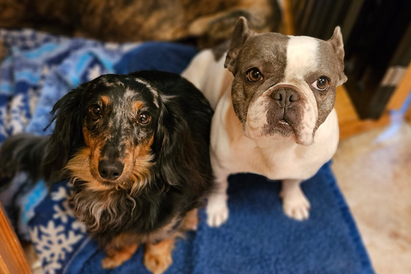 two dogs looking up at a camera