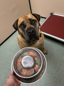 dog waiting for their busy bowl