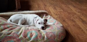 small dog in dog bed