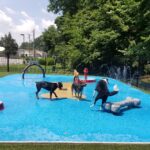 dogs at the splashpad