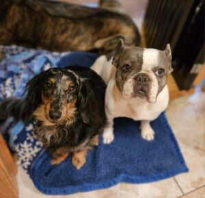 two puppies sitting together