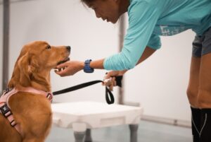 puppy in training session