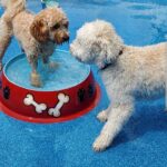 dogs at the splashpad