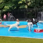 dogs at the splashpad