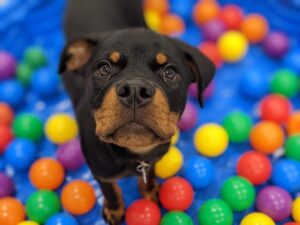 puppy having fun with multi-colored balls