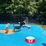 dogs at the splashpad