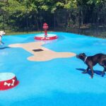 dogs at the splashpad