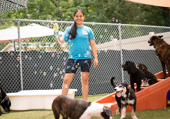 dogs in daycare