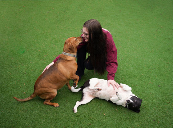 dogs in daycare