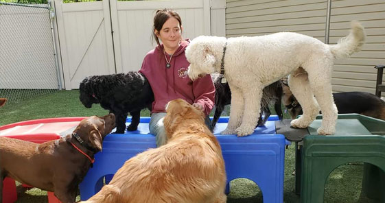 dogs in daycare