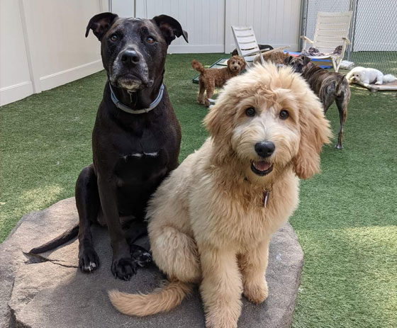 dogs in daycare