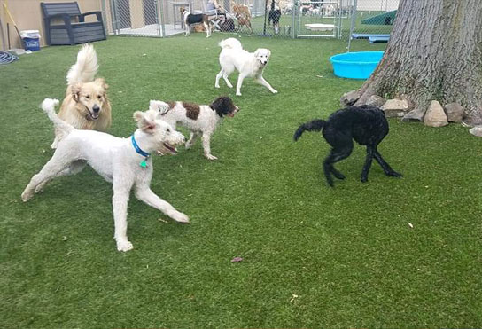 dogs in daycare