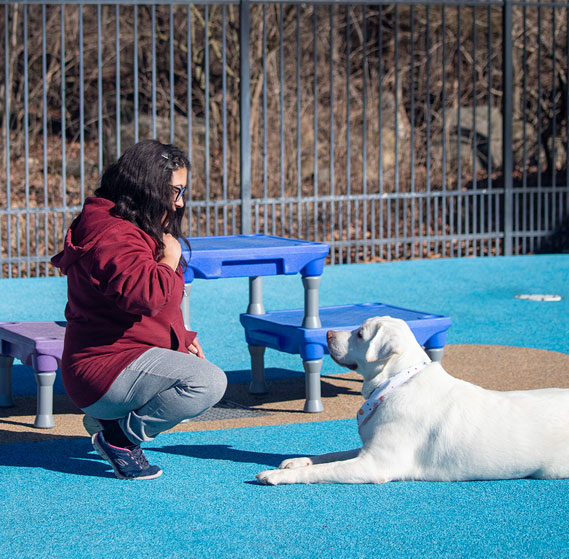 Staff with a white dog