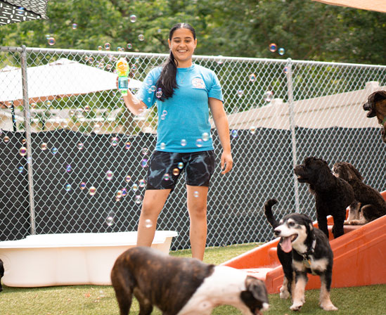 Staff blowing bubbles for a group of dogs