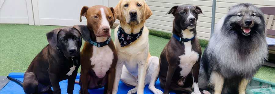 Group of dogs at dog boarding