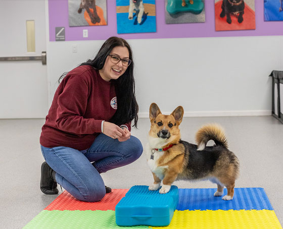 staff with puppy