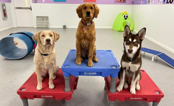 Puppies in boarding