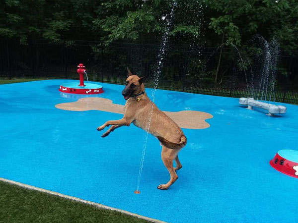 Dog in the splashpad