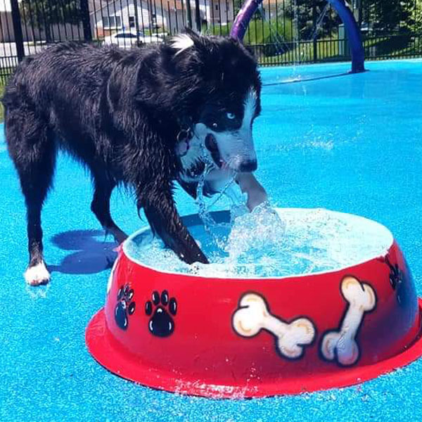 Dog playing in water at the splashpad