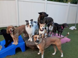 group of dogs playing together