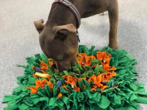 brown dog playing with toy