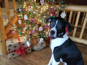 Dog with Christmas Tree