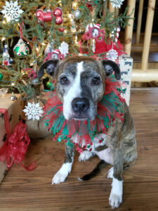 Dog in elf costume