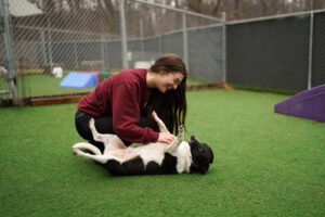 woman playing with black and white dog