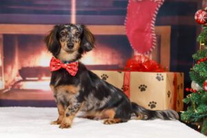 Dog in front of fireplace