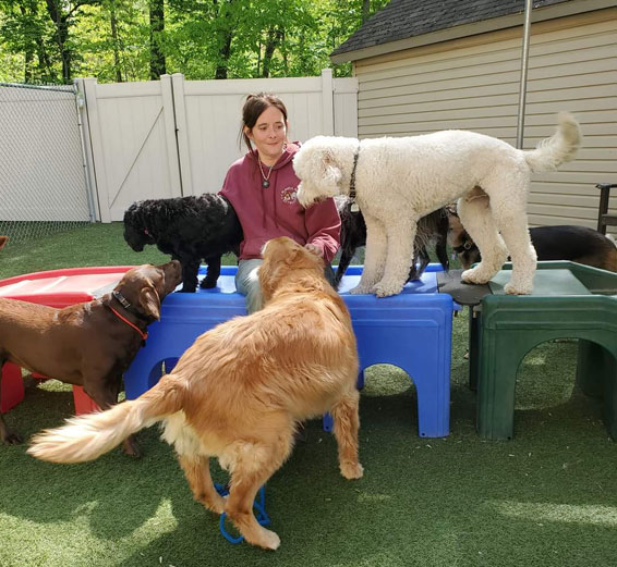 Group of dogs in daycare