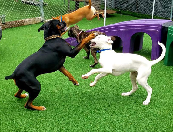 Dogs playing in daycare