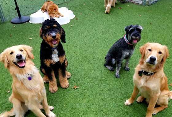 Group of happy dogs in daycare