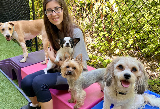 Small dogs in daycare