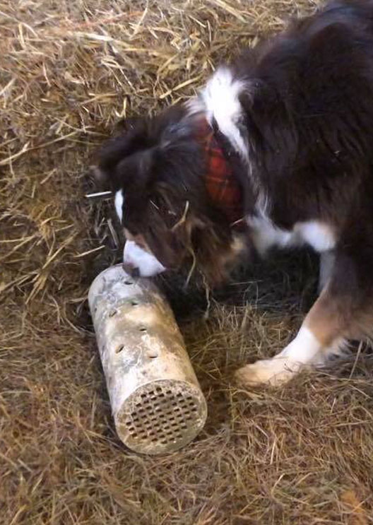 Dog doing a Barn Hunt